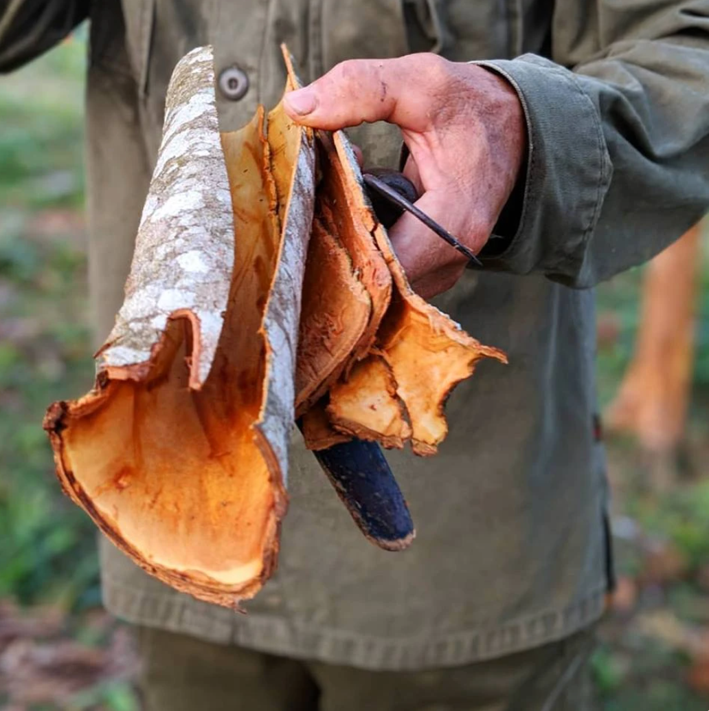 Close-up of cinnamon bark