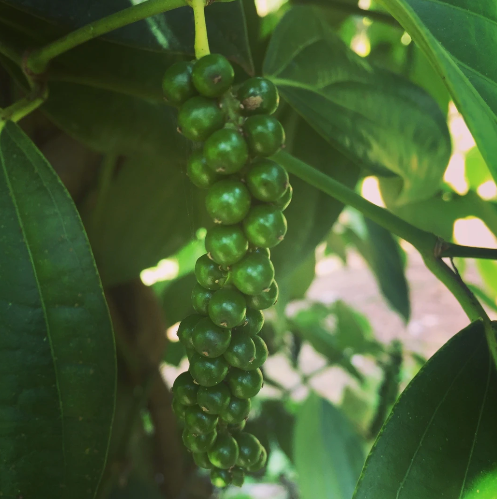 Fresh pepper plant