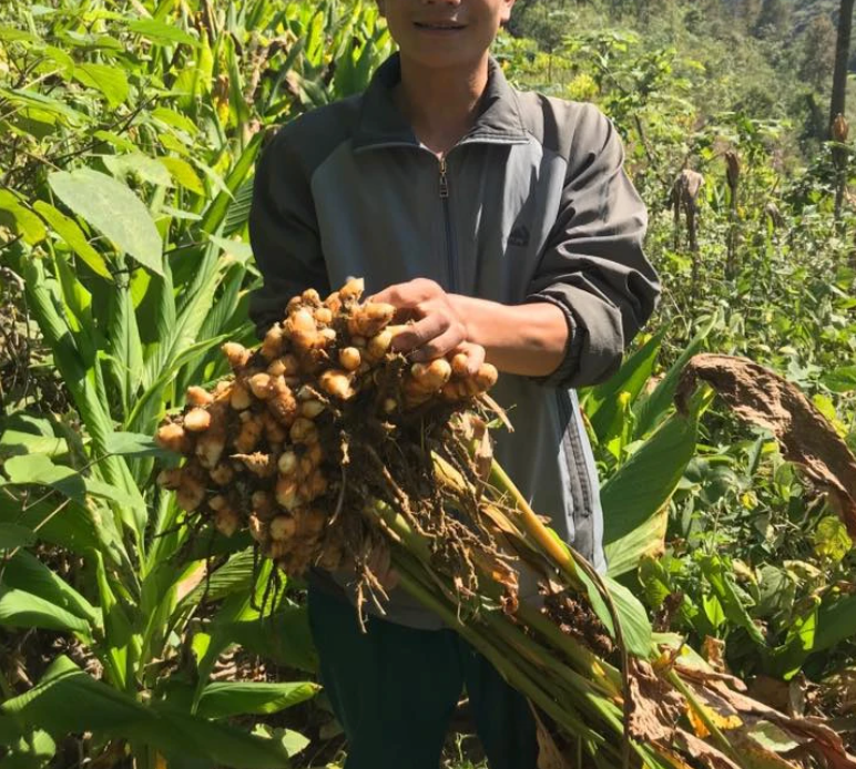 Person holding ginger root plant