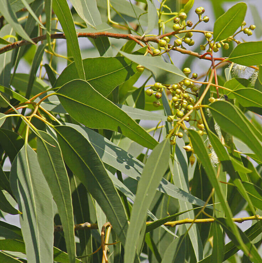 Eucalyptus Plant