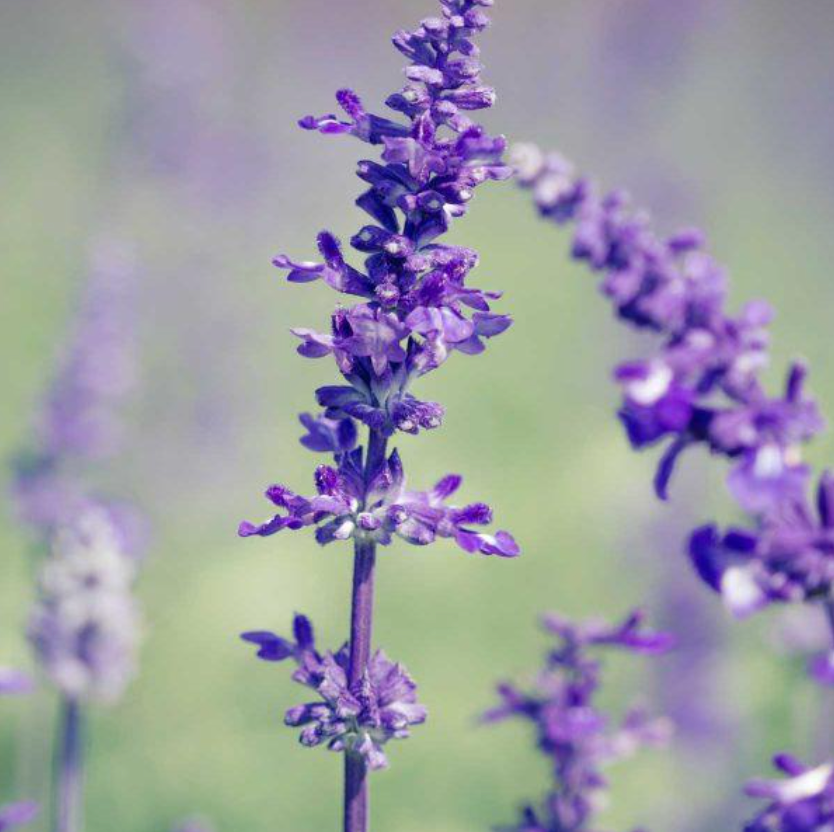 Lavender plant