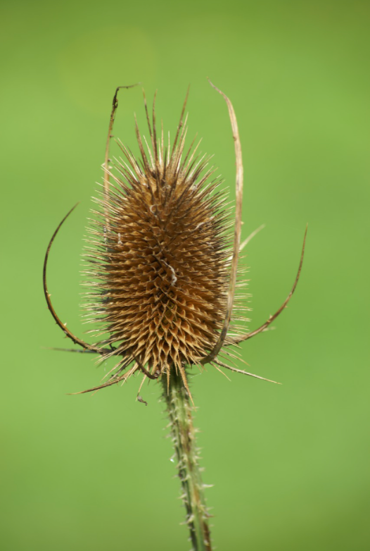 Spiky cone flower called a Teasel